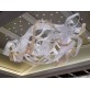 AM2242 RIBBONS DIAMONDS