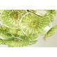 WM2120 FIORE VERDE