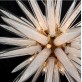SJ2098  GLASS SPHERE 