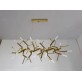 WM2088 ACROPORA  