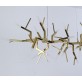 WM2088 ACROPORA  