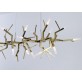WM2088 ACROPORA  