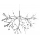 AM1705 HERACLEUM