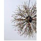 AM1600 DANDELION  