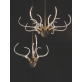IQ8137 ANTLER'S HORN