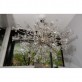 QZ6631 STARBURST  