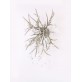 AM2111 DEER TEAR