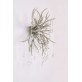 AM2111 DEER TEAR