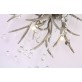 AM2111 DEER TEAR