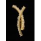 AM99126W NELLY WALL SCONCES