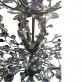 QZ17682 AUDREY LILAC