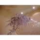 IB1350 ICE BRANCH