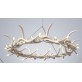 AM1801 ANTLER HALO RESIN 