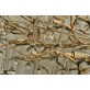 AM1819 BIJOUT CHANDELIER