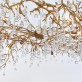 AM1819 BIJOUT CHANDELIER