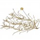 IQ8287 SHERWOOD FIXED CHANDELIER
