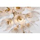 AM962850  DAISY 