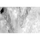 IQ2815 FROSTY LEAVES