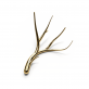IQ2820 ANTLERS