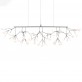 QZ2121 HERACLEUM 
