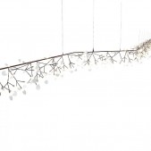 QZ2121 HERACLEUM 