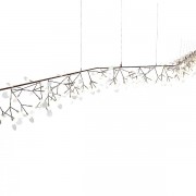 QZ2121 HERACLEUM 