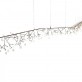 QZ2121 HERACLEUM 