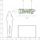 QZ2121 HERACLEUM 