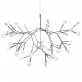 AM1705 HERACLEUM