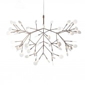 AM1705 HERACLEUM